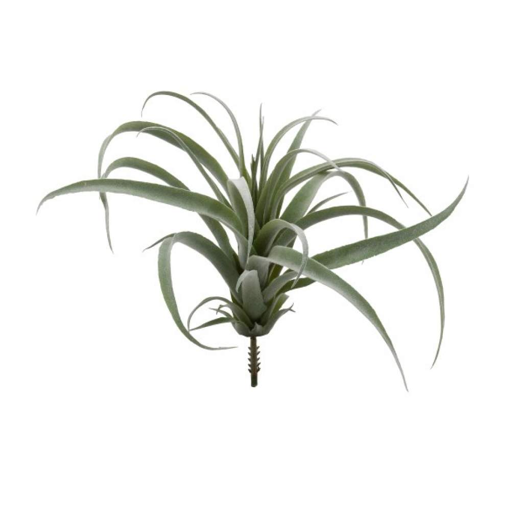 Tillandsie