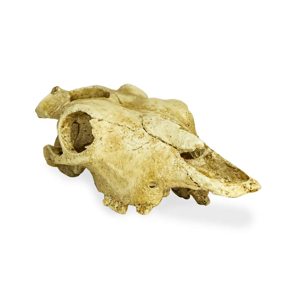 Lucky Reptile Deco Skull Cow (Kuhschädel)