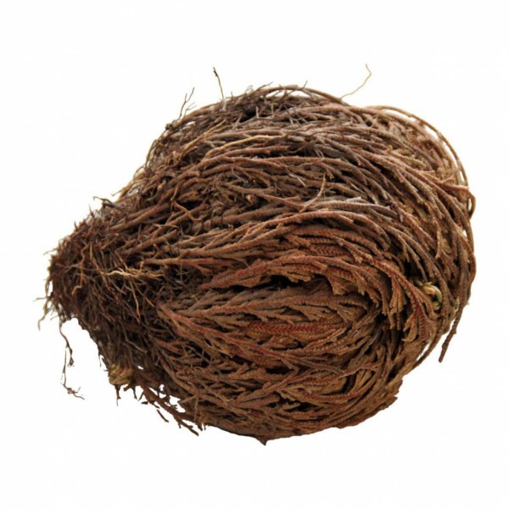 Lucky Reptile "Rose von Jericho"