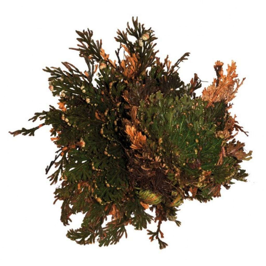 Lucky Reptile "Rose von Jericho"