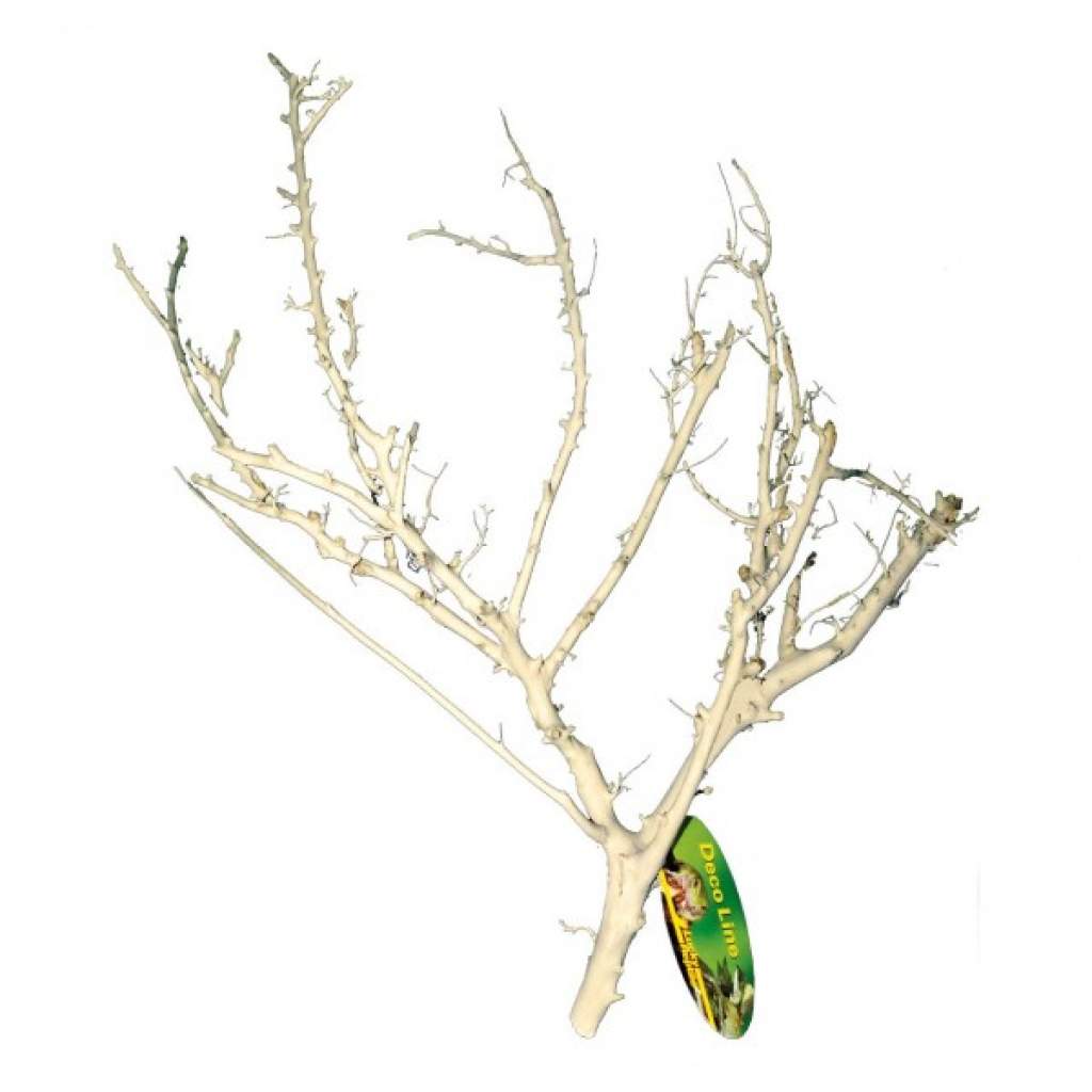 Lucky Reptile Coral Wood