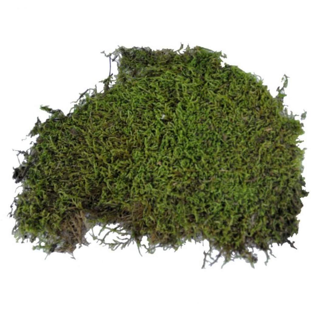 Lucky Reptile Vivarium Moss