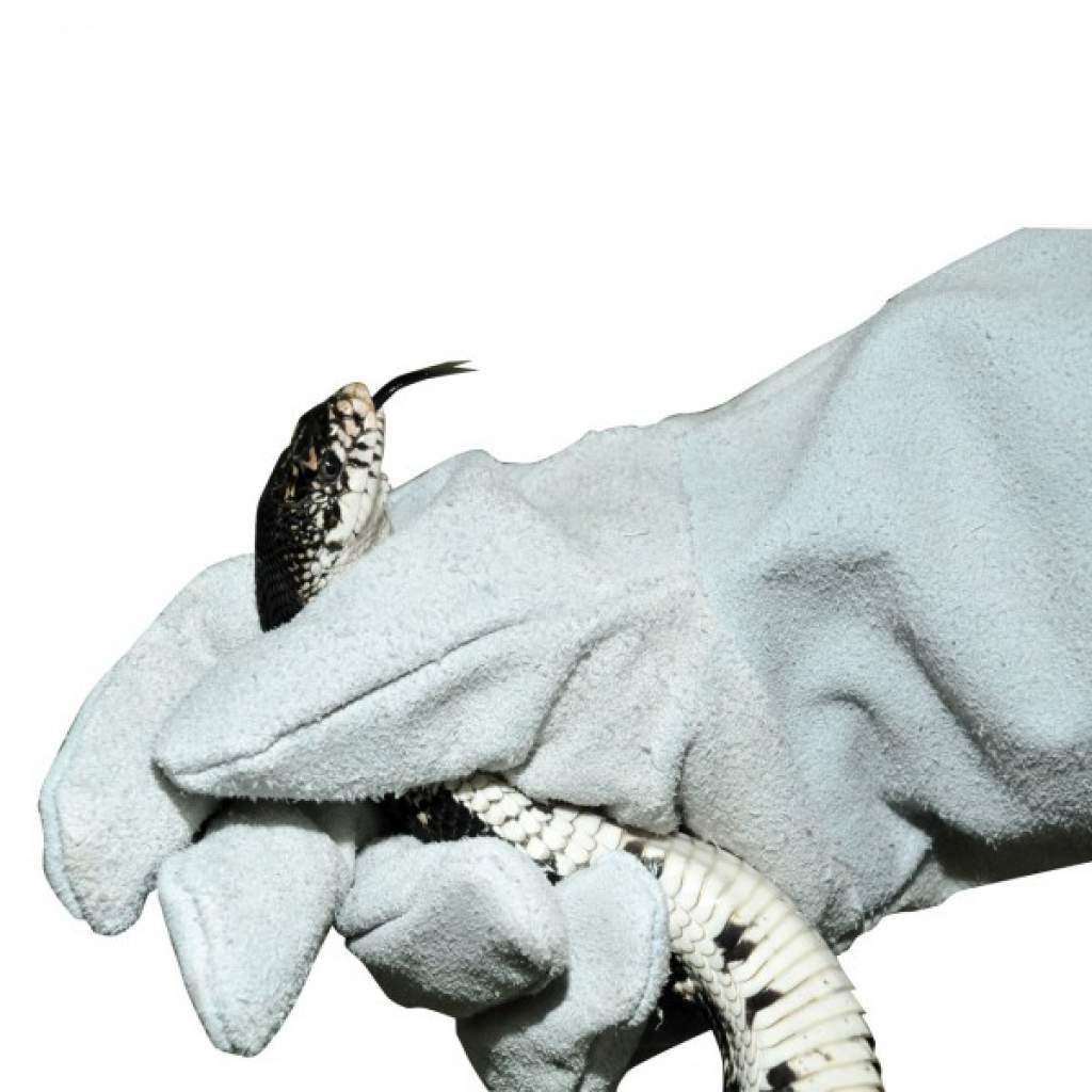Lucky Reptile Schutzhandschuhe