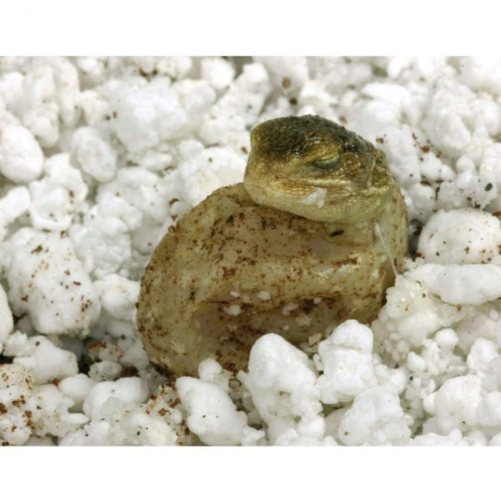 Lucky Reptile HatchRite