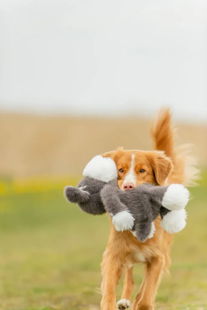 Hund