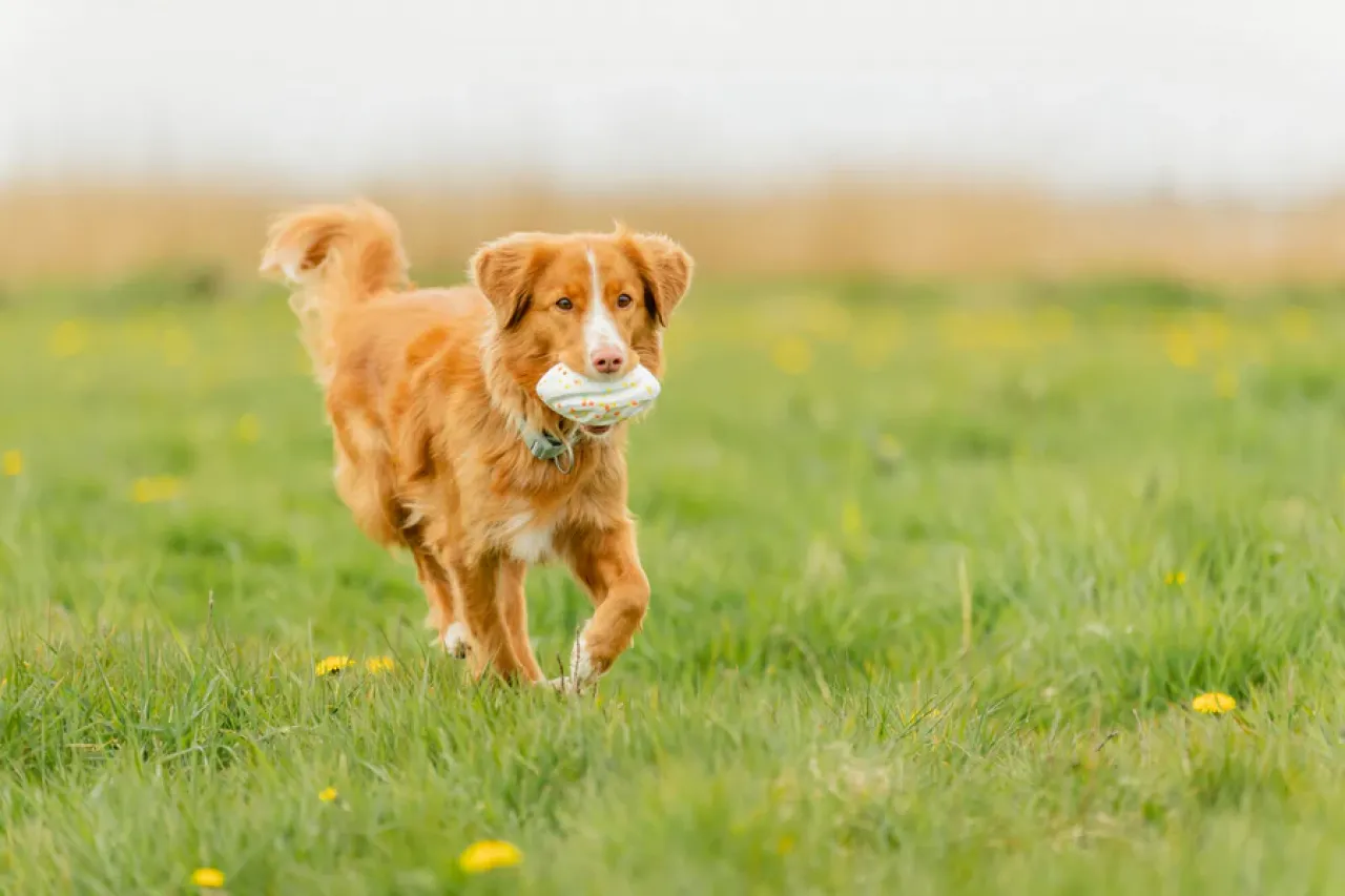 Hundespielzeug Light & Strong Rugby aus EPS