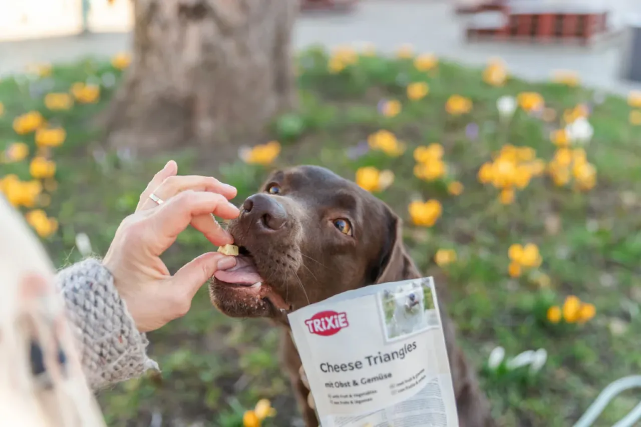 Cheese Triangles, vegetarischer Hundesnack mit Käse, Obst und Gemüse