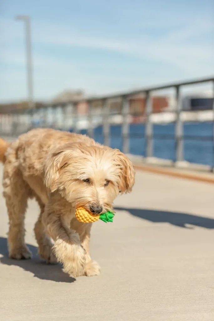 Hundespielzeug Ananas aus Latex mit Quietscher