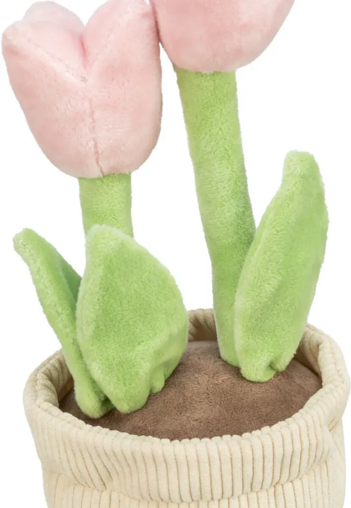 Tulpe