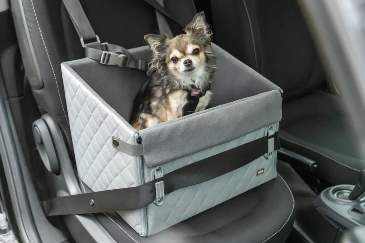 Erhöhter Autositz für Hunde mit Gurtbefestigungund Kurzleine