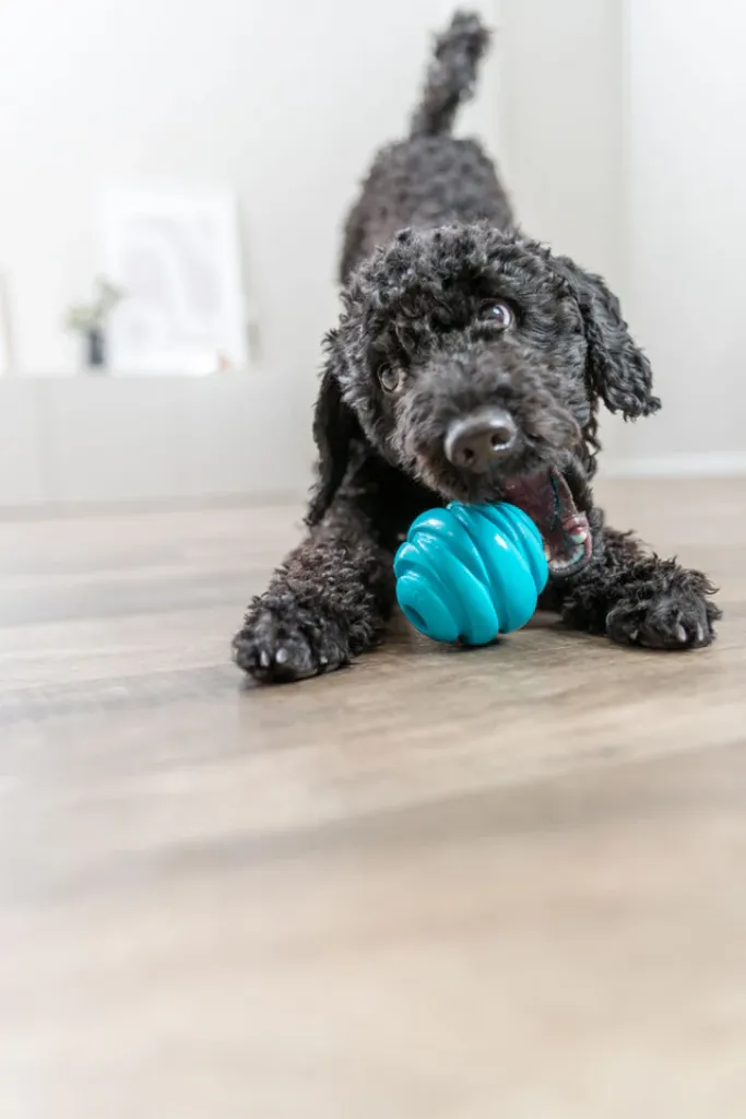 Hundespielzeug Super Strong Ball aus TPR, besonders robust