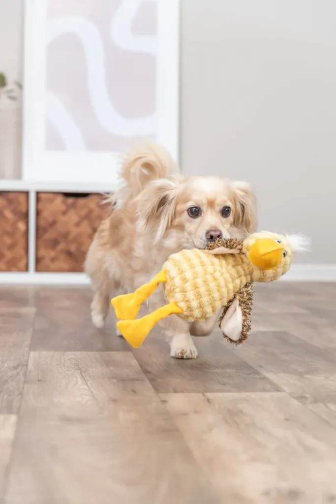 Hundespielzeug gestreifter Plüschvogel mit Haarschopf und Quietscher