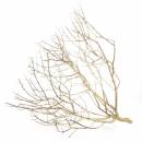 Desert Bush