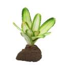 Bromelie Neoregelia